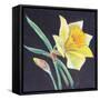 The Beauty of a Daffodil, 2021 (Pastel)-Margo Starkey-Framed Stretched Canvas