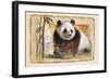 the Beauty-Joadoor-Framed Art Print