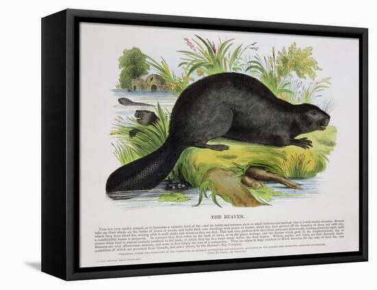 The Beaver, Educational Illustration Pub. by the Society for Promoting Christian Knowledge, 1843-Josiah Wood Whymper-Framed Stretched Canvas