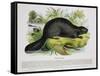 The Beaver, Educational Illustration Pub. by the Society for Promoting Christian Knowledge, 1843-Josiah Wood Whymper-Framed Stretched Canvas