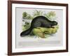 The Beaver, Educational Illustration Pub. by the Society for Promoting Christian Knowledge, 1843-Josiah Wood Whymper-Framed Giclee Print