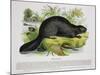 The Beaver, Educational Illustration Pub. by the Society for Promoting Christian Knowledge, 1843-Josiah Wood Whymper-Mounted Giclee Print