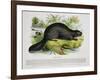 The Beaver, Educational Illustration Pub. by the Society for Promoting Christian Knowledge, 1843-Josiah Wood Whymper-Framed Premium Giclee Print