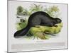 The Beaver, Educational Illustration Pub. by the Society for Promoting Christian Knowledge, 1843-Josiah Wood Whymper-Mounted Premium Giclee Print