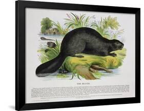 The Beaver, Educational Illustration Pub. by the Society for Promoting Christian Knowledge, 1843-Josiah Wood Whymper-Framed Premium Giclee Print