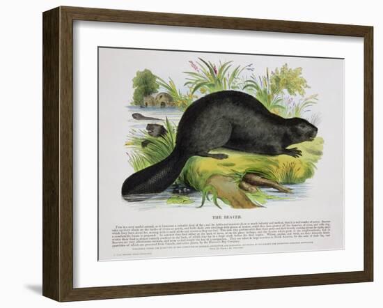 The Beaver, Educational Illustration Pub. by the Society for Promoting Christian Knowledge, 1843-Josiah Wood Whymper-Framed Giclee Print