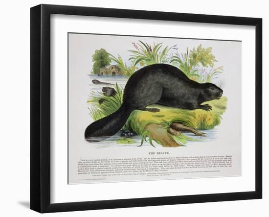 The Beaver, Educational Illustration Pub. by the Society for Promoting Christian Knowledge, 1843-Josiah Wood Whymper-Framed Giclee Print