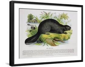 The Beaver, Educational Illustration Pub. by the Society for Promoting Christian Knowledge, 1843-Josiah Wood Whymper-Framed Giclee Print