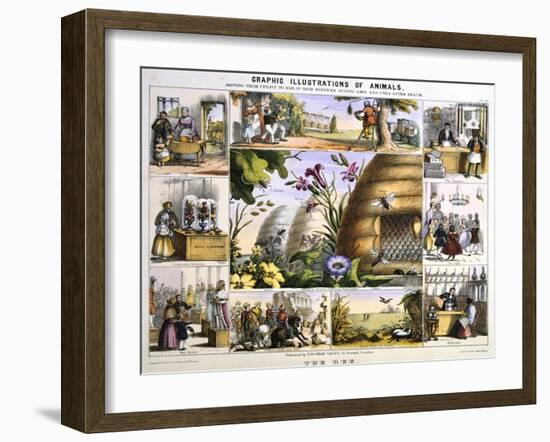 The Bee, C1850-Benjamin Waterhouse Hawkins-Framed Premium Giclee Print