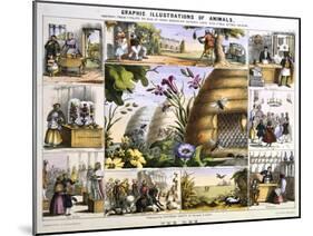 The Bee, C1850-Benjamin Waterhouse Hawkins-Mounted Premium Giclee Print