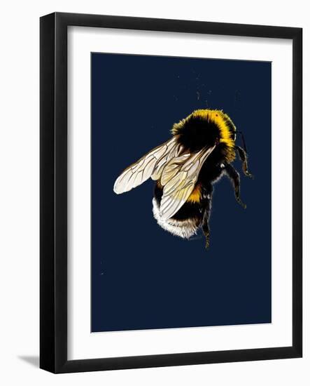 The Bee on Midnight Blue, 2020, (Pen and Ink)-Mike Davis-Framed Giclee Print