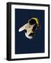 The Bee on Midnight Blue, 2020, (Pen and Ink)-Mike Davis-Framed Giclee Print