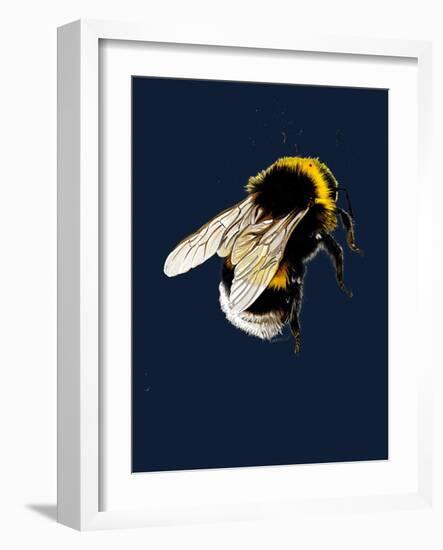 The Bee on Midnight Blue, 2020, (Pen and Ink)-Mike Davis-Framed Giclee Print