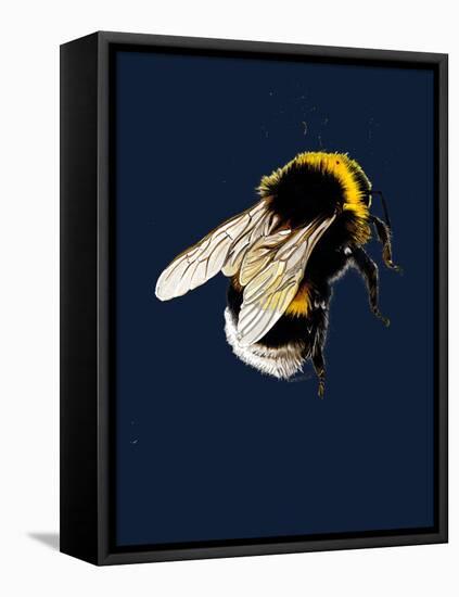 The Bee on Midnight Blue, 2020, (Pen and Ink)-Mike Davis-Framed Stretched Canvas