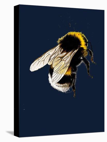 The Bee on Midnight Blue, 2020, (Pen and Ink)-Mike Davis-Stretched Canvas