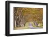 The Beech Avenue at Kingston Lacy in Full Autumn Colour, Dorset, England, United Kingdom, Europe-Julian Elliott-Framed Photographic Print