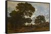 The Beech in the Forest of L'isle Adam, C.1866-67 (Oil on Canvas)-Theodore Rousseau-Framed Stretched Canvas