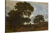 The Beech in the Forest of L'isle Adam, C.1866-67 (Oil on Canvas)-Theodore Rousseau-Stretched Canvas