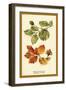 The Beech Leaves and Nut-W.h.j. Boot-Framed Art Print