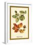 The Beech Leaves and Nut-W.h.j. Boot-Framed Art Print