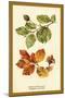 The Beech Leaves and Nut-W.h.j. Boot-Mounted Art Print