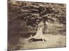 The Beech Tree, c.1855-7-Gustave Le Gray-Mounted Photographic Print