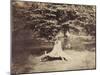 The Beech Tree, c.1855-7-Gustave Le Gray-Mounted Premium Photographic Print
