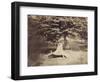 The Beech Tree, c.1855-7-Gustave Le Gray-Framed Photographic Print