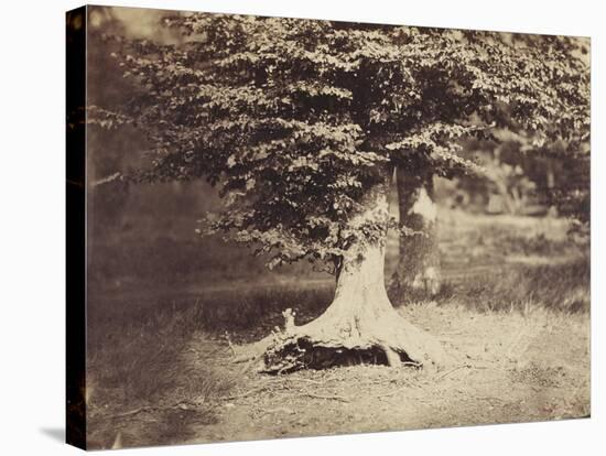 The Beech Tree, c.1855-7-Gustave Le Gray-Stretched Canvas
