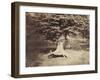 The Beech Tree, c.1855-7-Gustave Le Gray-Framed Photographic Print