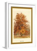 The Beech Tree-W.h.j. Boot-Framed Art Print