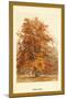 The Beech Tree-W.h.j. Boot-Mounted Art Print