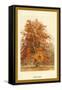 The Beech Tree-W.h.j. Boot-Framed Stretched Canvas