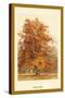 The Beech Tree-W.h.j. Boot-Stretched Canvas