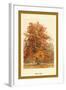 The Beech Tree-W.h.j. Boot-Framed Art Print