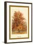 The Beech Tree-W.h.j. Boot-Framed Art Print