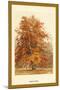 The Beech Tree-W.h.j. Boot-Mounted Art Print