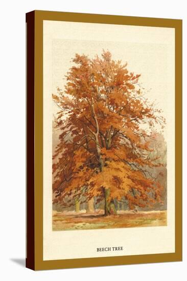 The Beech Tree-W.h.j. Boot-Stretched Canvas