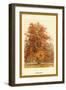 The Beech Tree-W.h.j. Boot-Framed Art Print