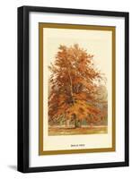 The Beech Tree-W.h.j. Boot-Framed Art Print