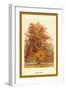 The Beech Tree-W.h.j. Boot-Framed Art Print