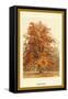 The Beech Tree-W.h.j. Boot-Framed Stretched Canvas