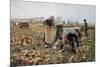 The Beet Harvest-Emile Claus-Mounted Premium Giclee Print