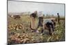 The Beet Harvest-Emile Claus-Mounted Art Print