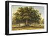 The Beggars Oak-John Glover-Framed Giclee Print