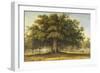 The Beggars Oak-John Glover-Framed Giclee Print