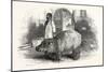 The Behemoth, or Hippopotamus-null-Mounted Giclee Print