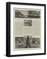 The Behring Sea Fisheries Dispute, Seals and Sea-Lions-null-Framed Giclee Print