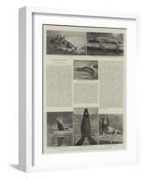 The Behring Sea Fisheries Dispute, Seals and Sea-Lions-null-Framed Giclee Print