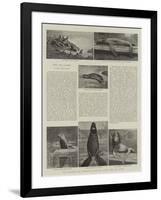 The Behring Sea Fisheries Dispute, Seals and Sea-Lions-null-Framed Giclee Print